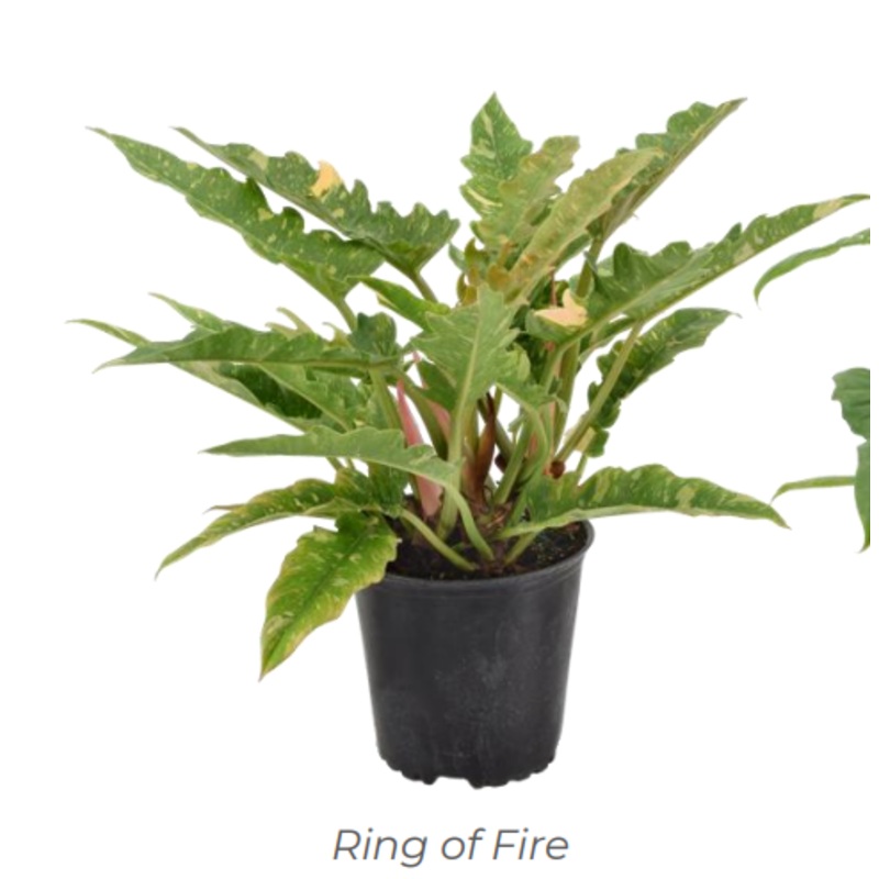 Philodendron ring of fire – 8|TBD