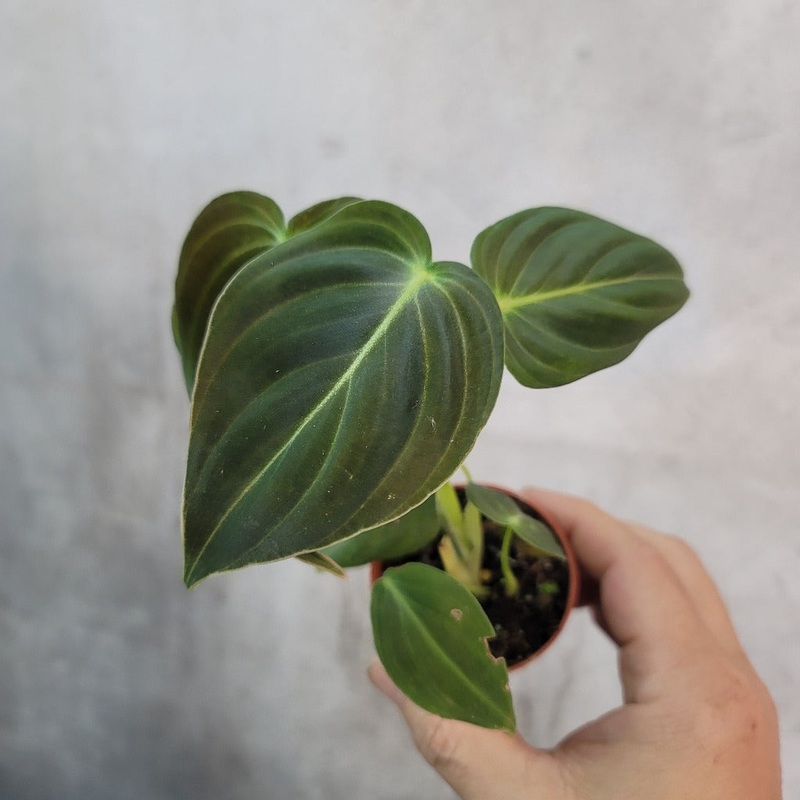 Philodendron splendid – 2|CL1C
