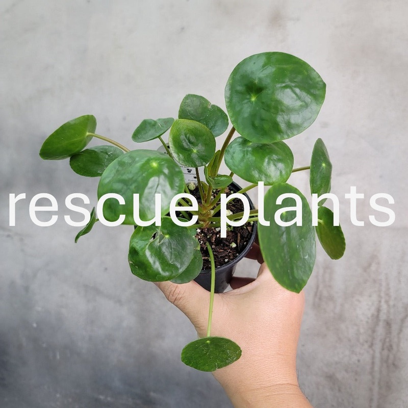 Pilea peperomioides – 4 (rescue)