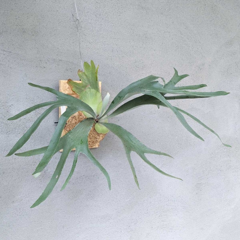 Platycerium diversifolium x  willinckii – 2