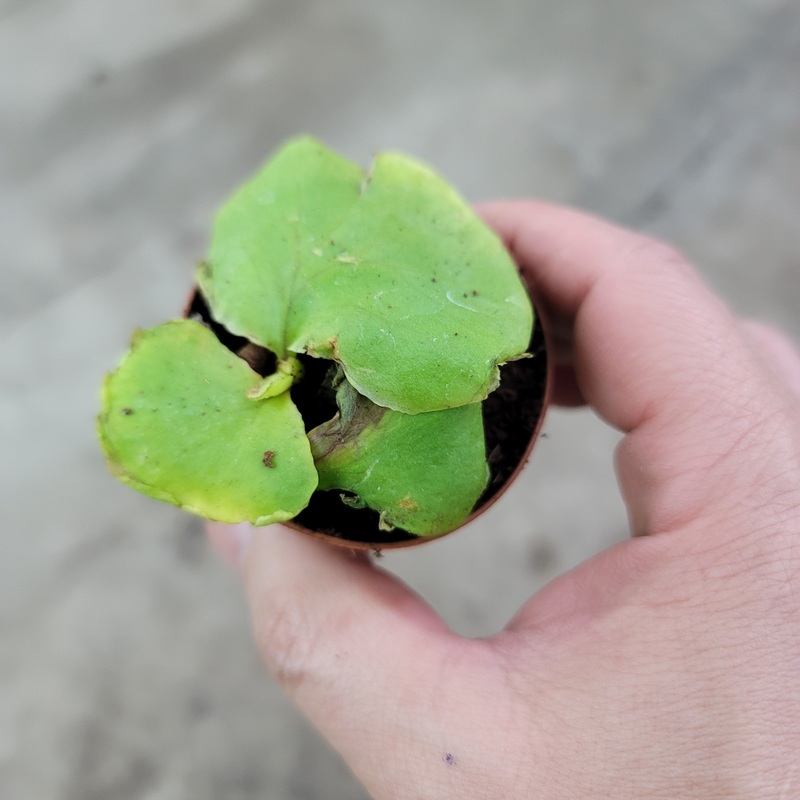 Platycerium ridleyi – 2|TR|TR