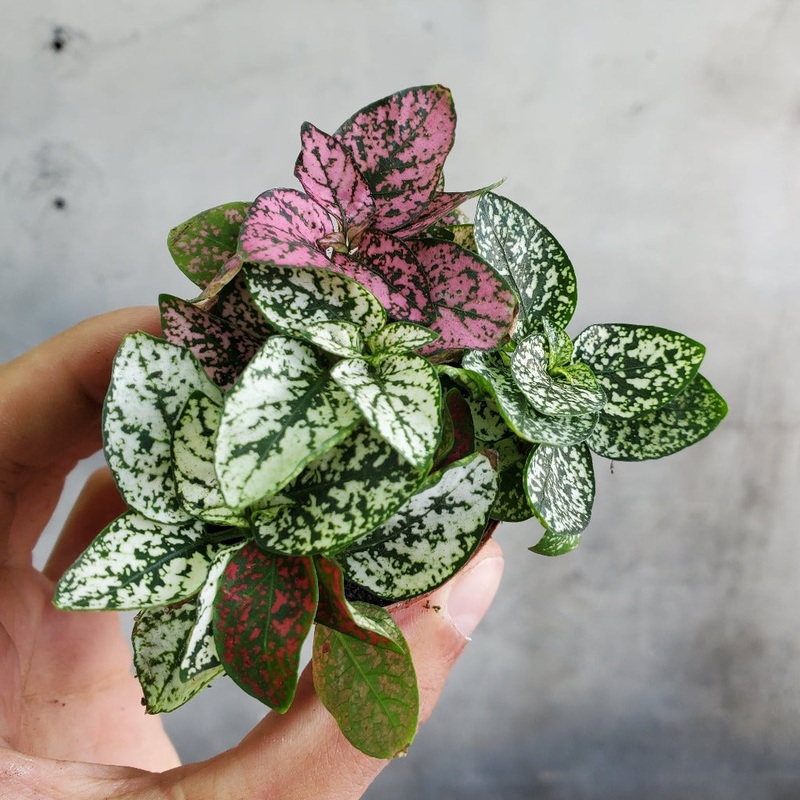 Polka Dot plant – 2|TBD|TBD