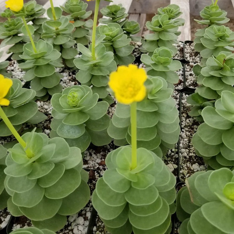 Portulaca molokiniensis – 2|CL6D