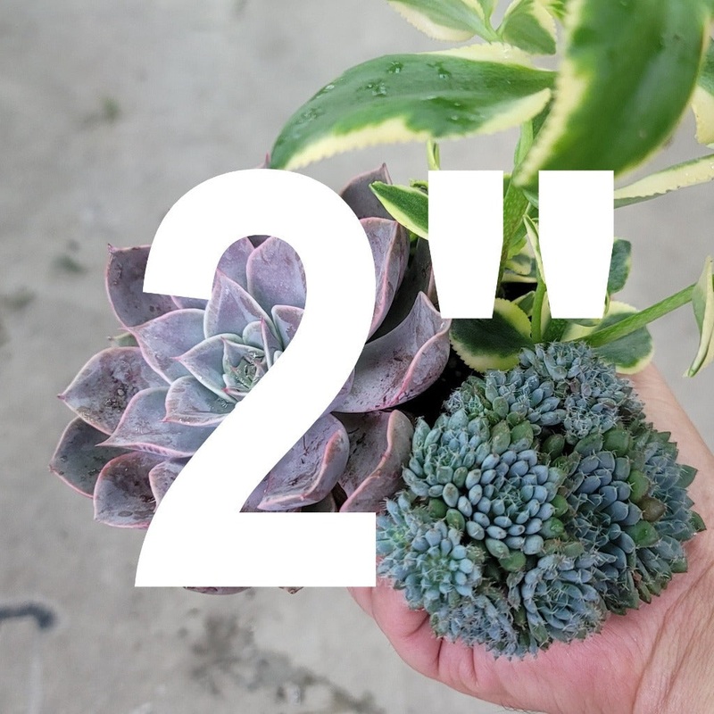 Rescue plant – 2|SR|SR