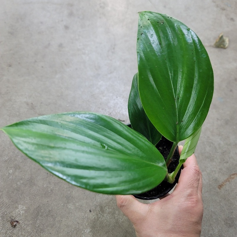 Rhaphidophora decursiva – 4|BR13B