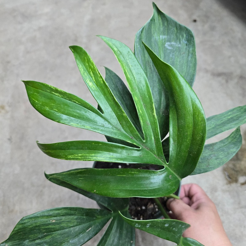 Rhaphidophora decursiva ‘Variegata’ – 6