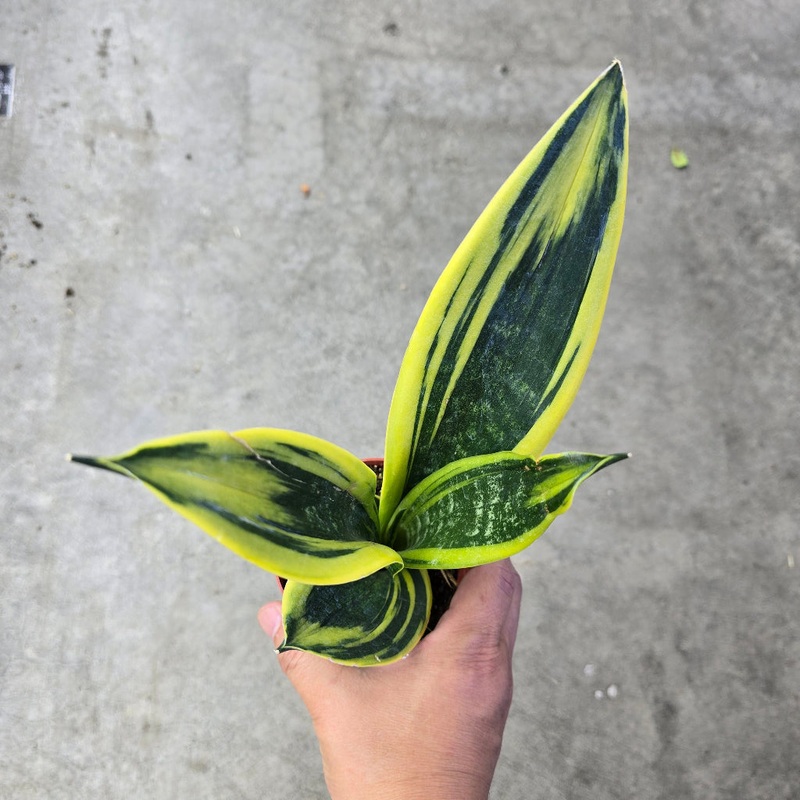 Sansevieria tri. ‘Gold Flame’ – 4