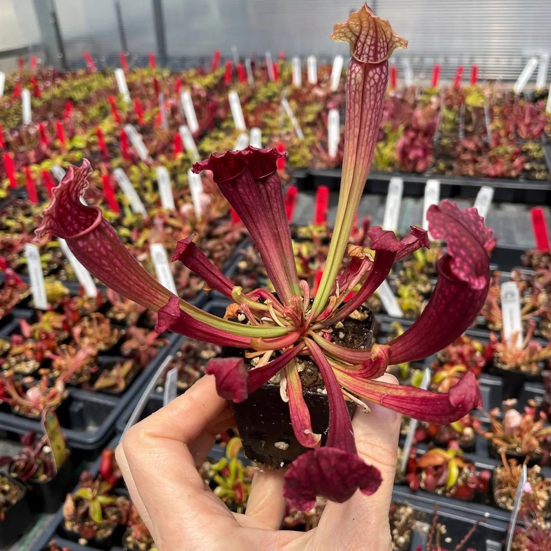 Sarracenia ‘Fiona’ – 2|BR19B|BR19B