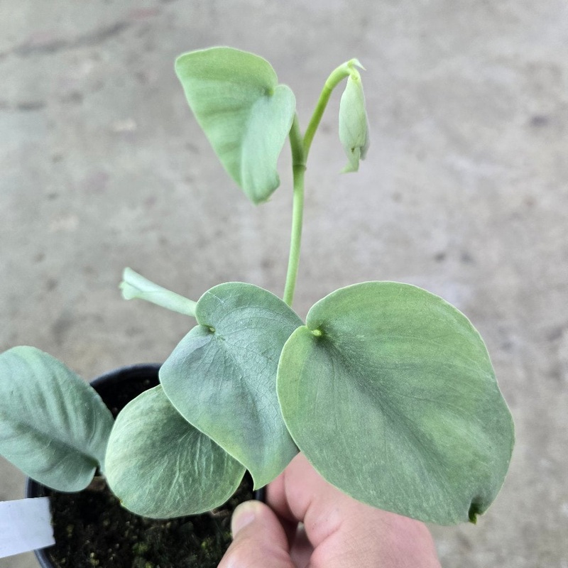 Scindapsus platinum – 4|R3|R3