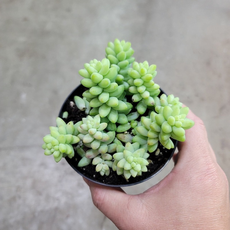 Sedum morganianum ‘Burito’ – 4