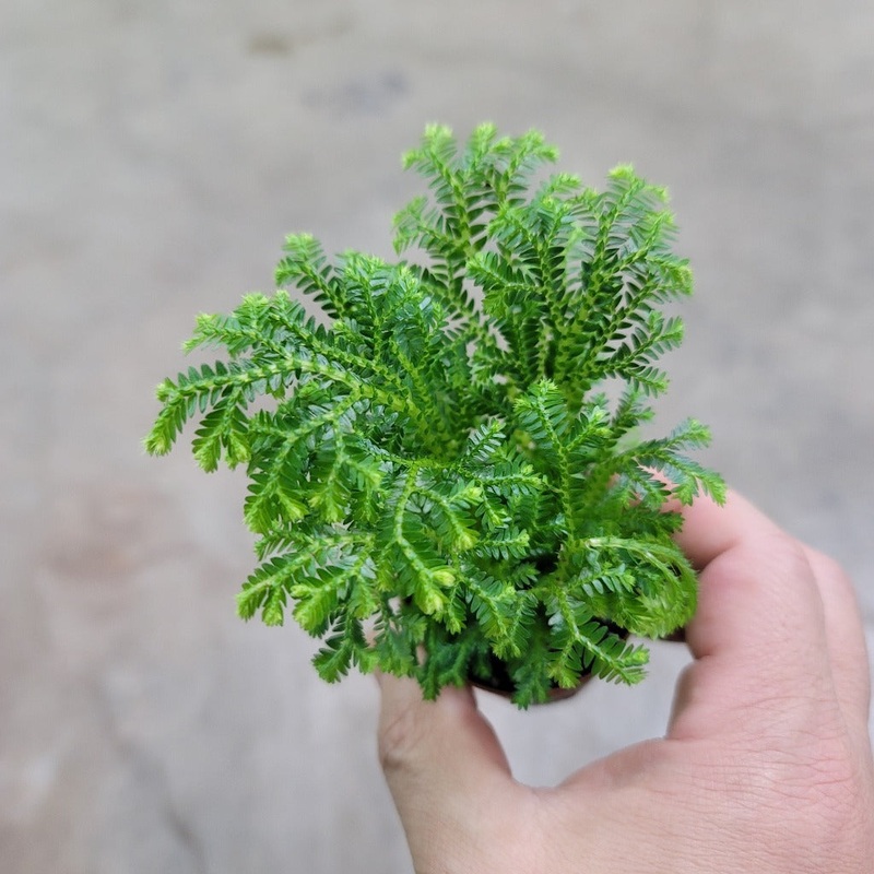 Selaginella assorted – 2|TBD|TBD