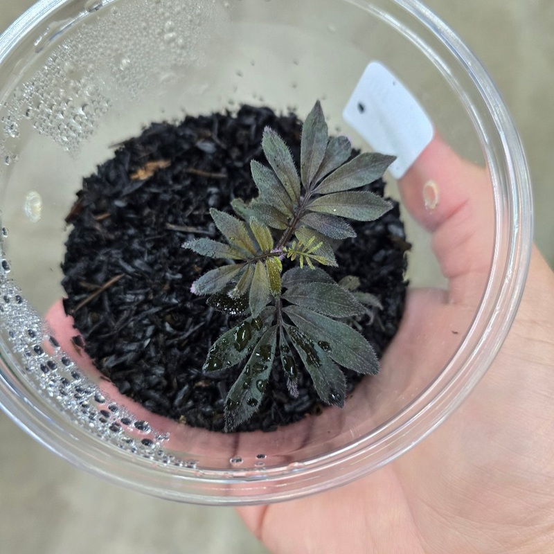 Solanum uleanum – cutting