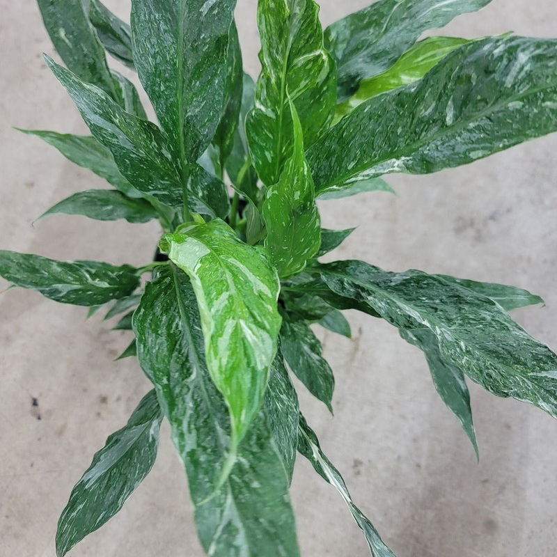 Spathiphyllum ‘Domino’ – 4|BR09C