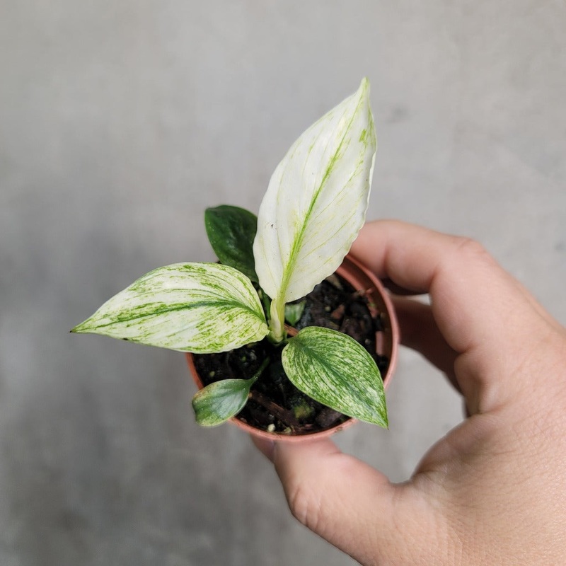 Spathiphyllum sensation variegated – 2