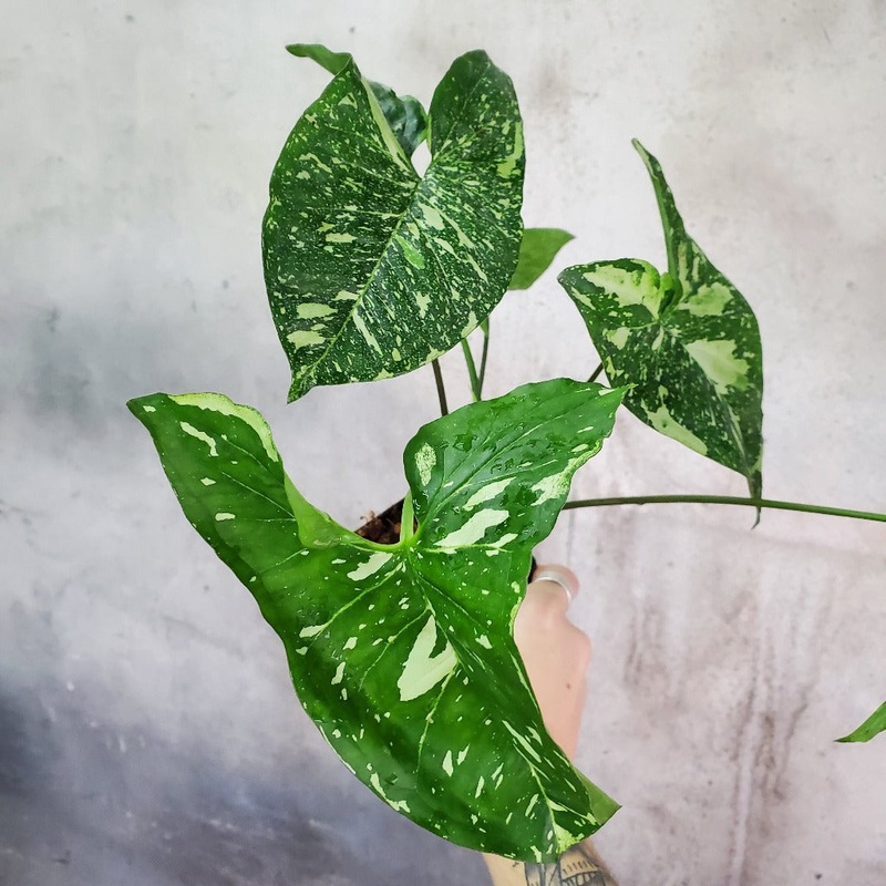 Syngonium panda – 4|BR04B|BR04B