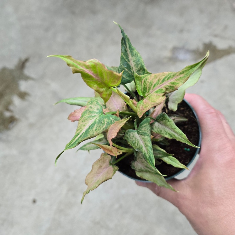 Syngonium podophyllum ‘Mickey’ – 4