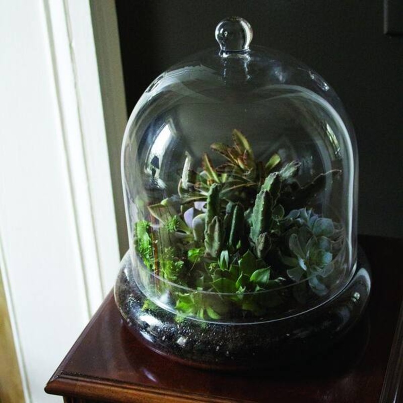 Terrarium Cloche – 7