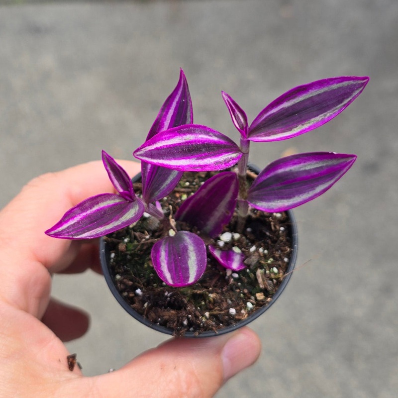 Tradescantia pallida  ‘Pink Paradise’ – 2