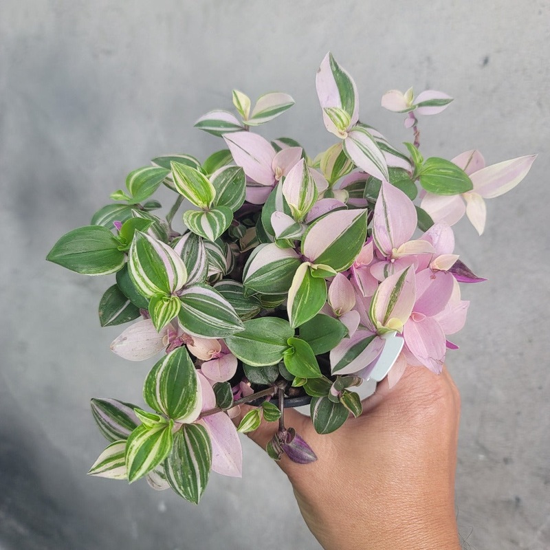 Tradescantia ‘Pink Princess’ – 4