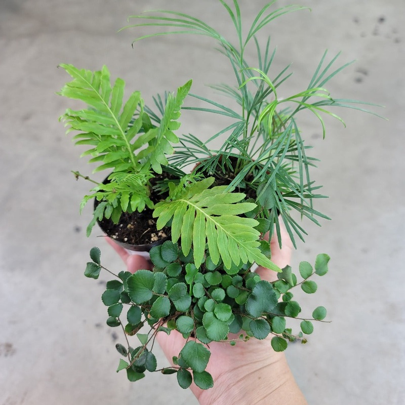 Tropical ferns assorted – 2|CL5D
