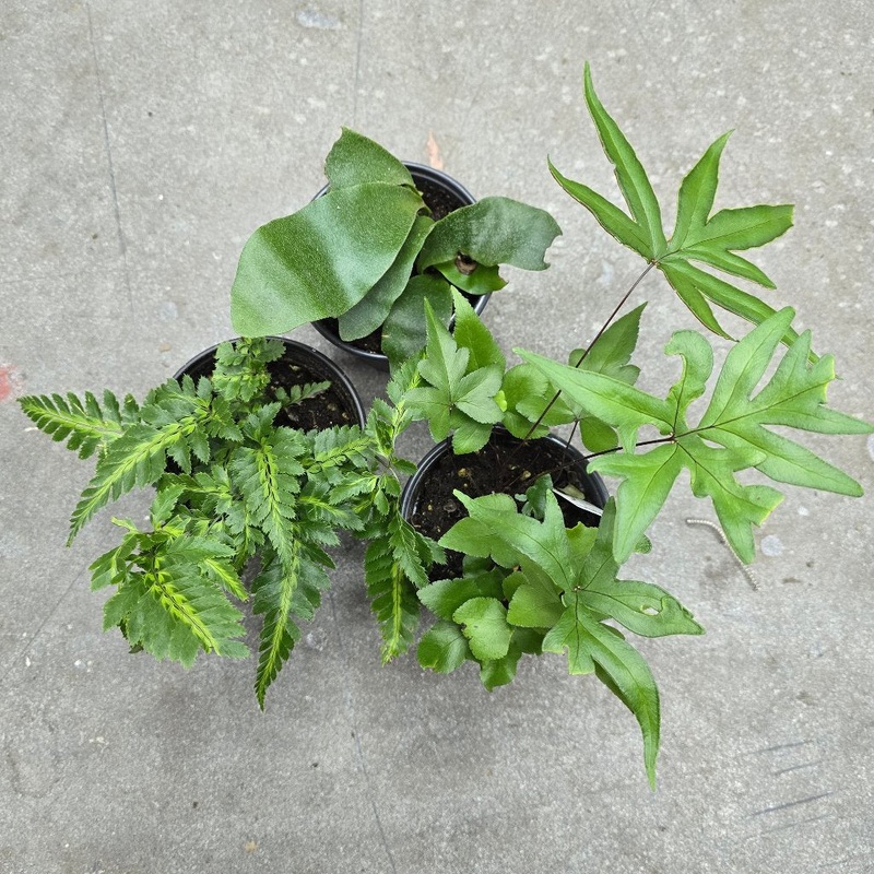 Tropical ferns assorted – 4|BR06B