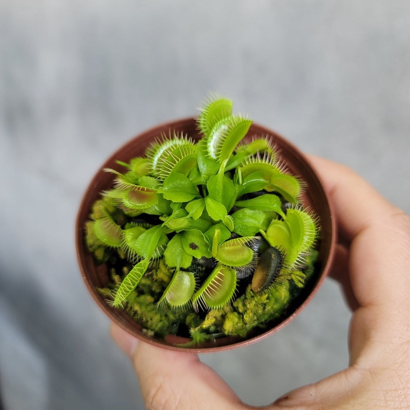 Venus fly trap – 3|BR19B|BR19B