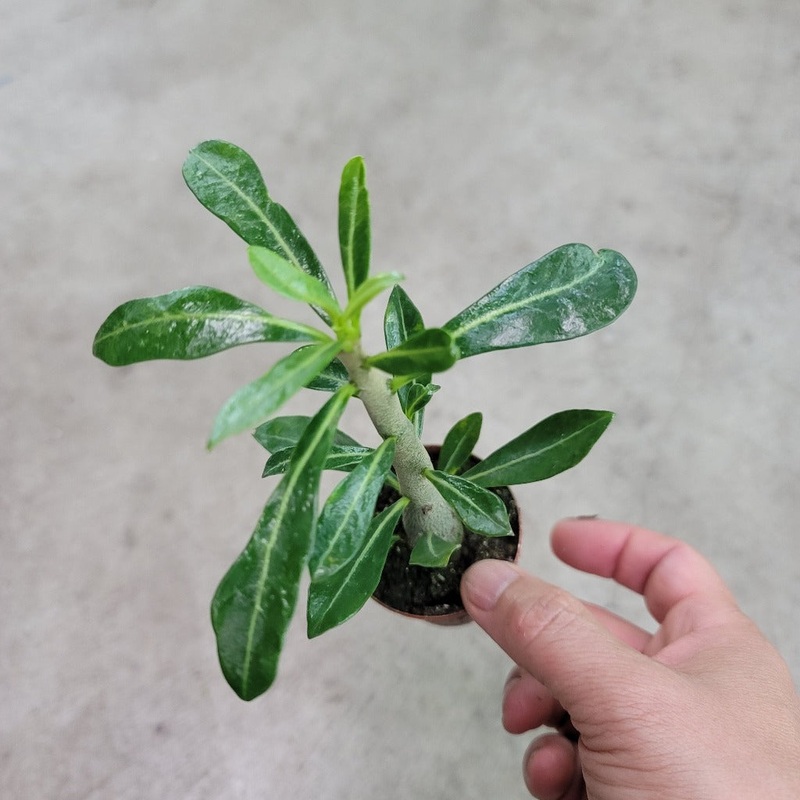 Adenium obesum – 2|CL6C|CL6C