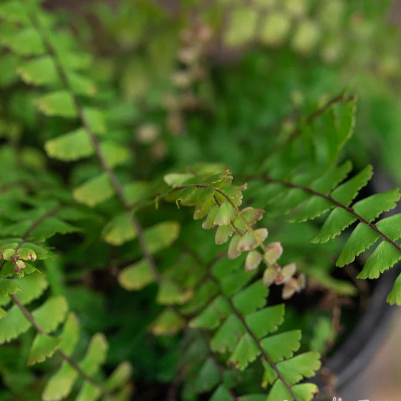 Adiantum caudatum – 4|BR07B|BR07B