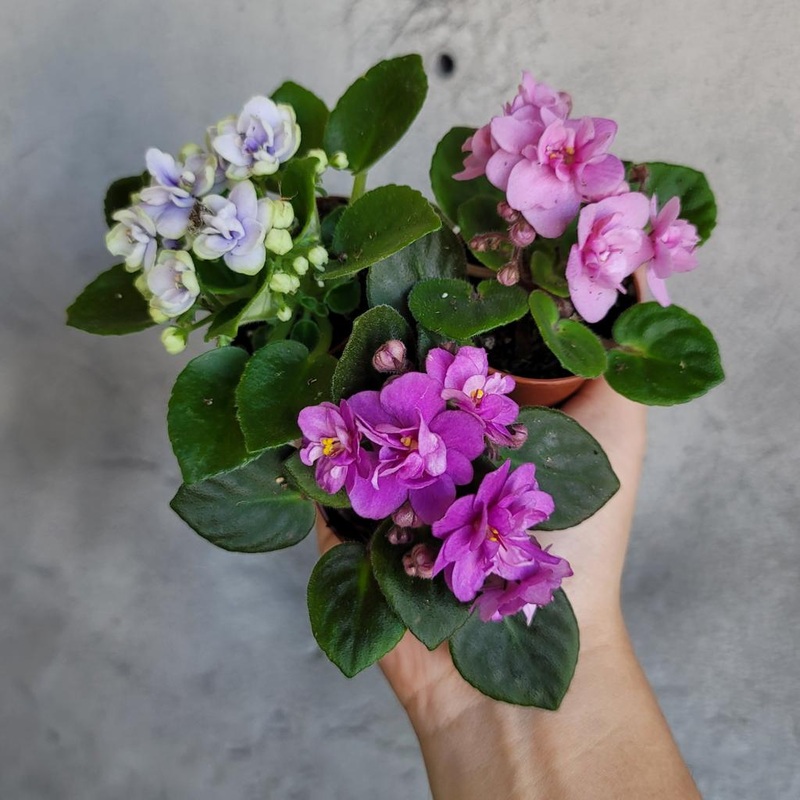 African violet – 2|CL2D|CL2D