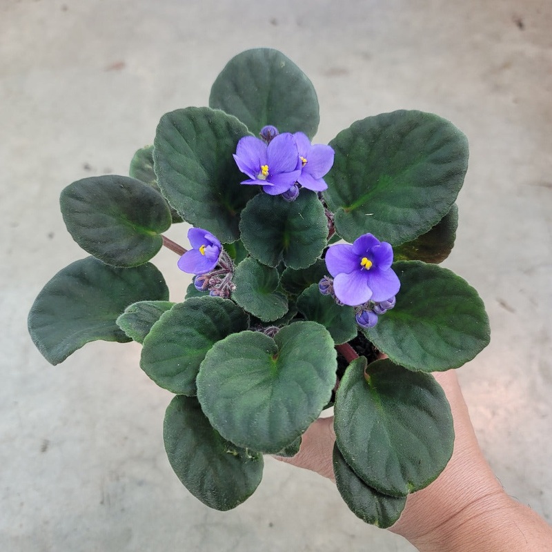 African violet – 4 (PROMO)|BR17E