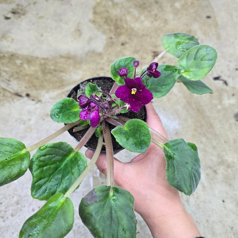 African violet – 4 (rescue)|SR