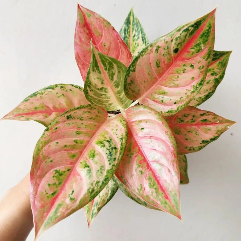 Aglaonema ‘Light of Diamond’ – 4