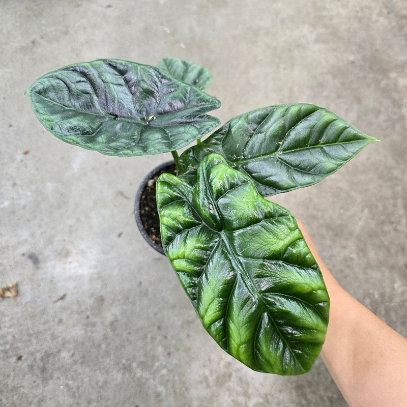Alocasia baginda ‘Dragon Scale’ – 4