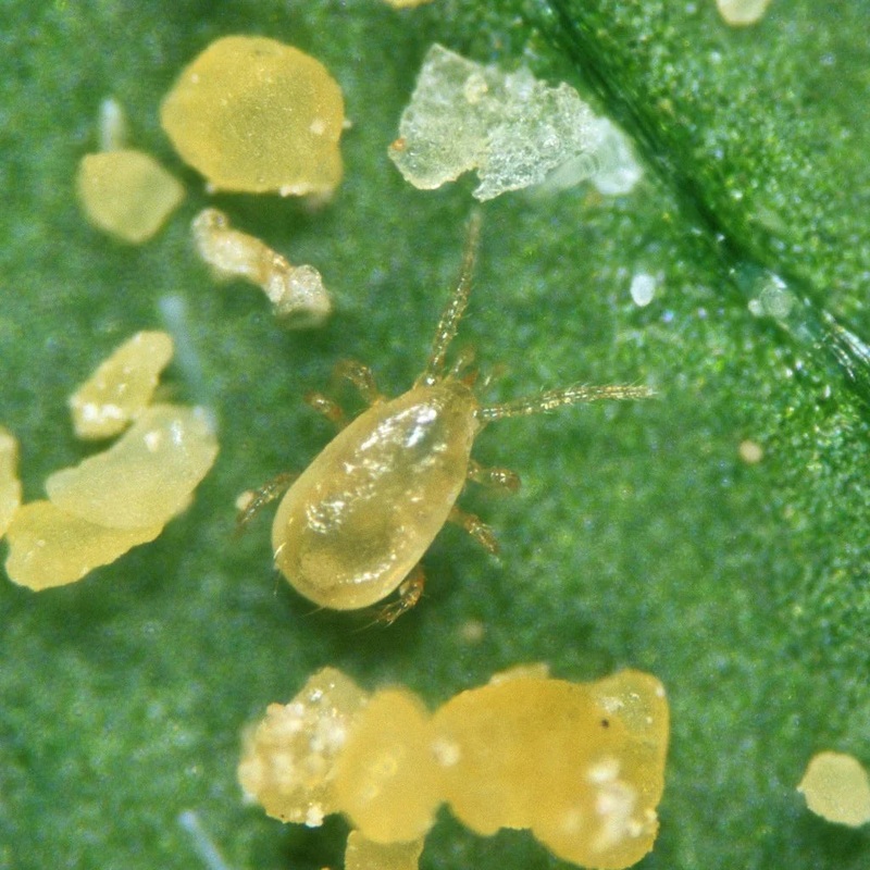 Amblyseius predatory mites
