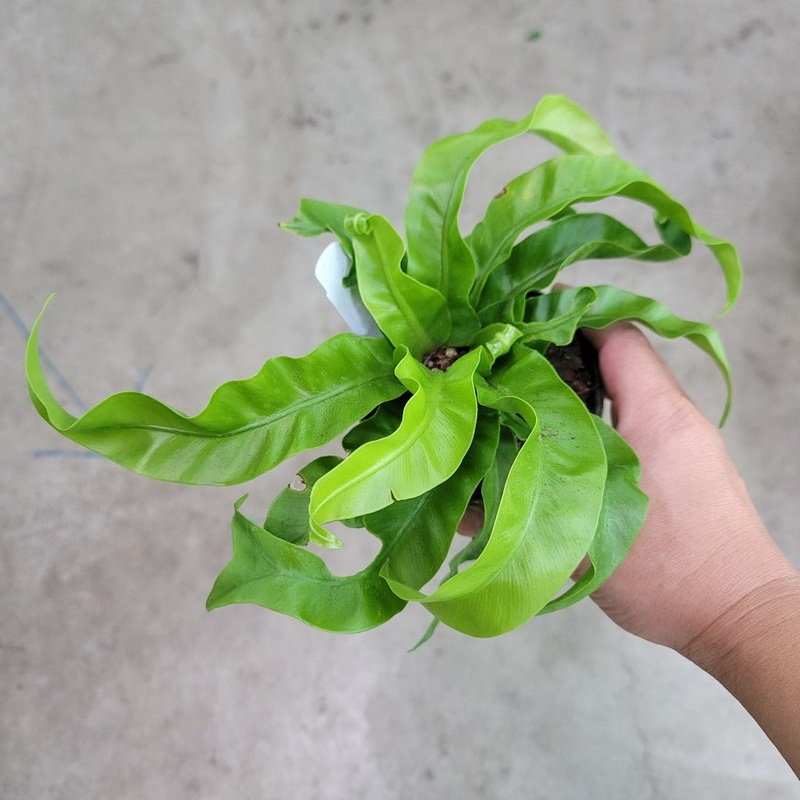 Asplenium antiquum ‘Hurricane’ – 4