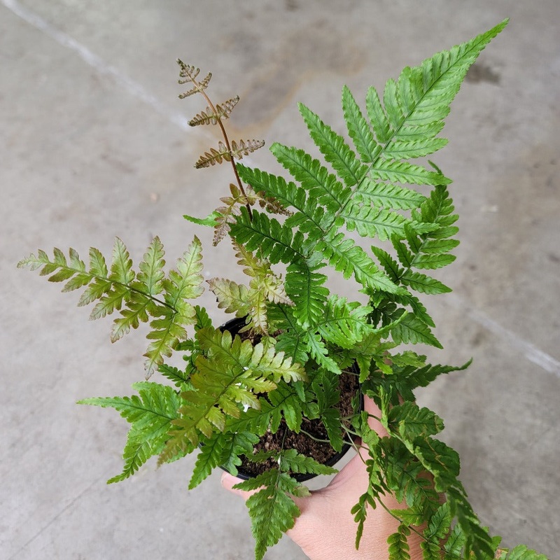 Autumn fern – 4|BR06D|BR06D