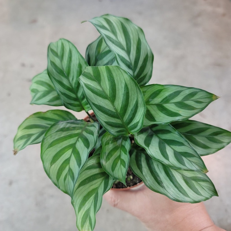 Calathea concinna – 6.5|BR04C|BR04C