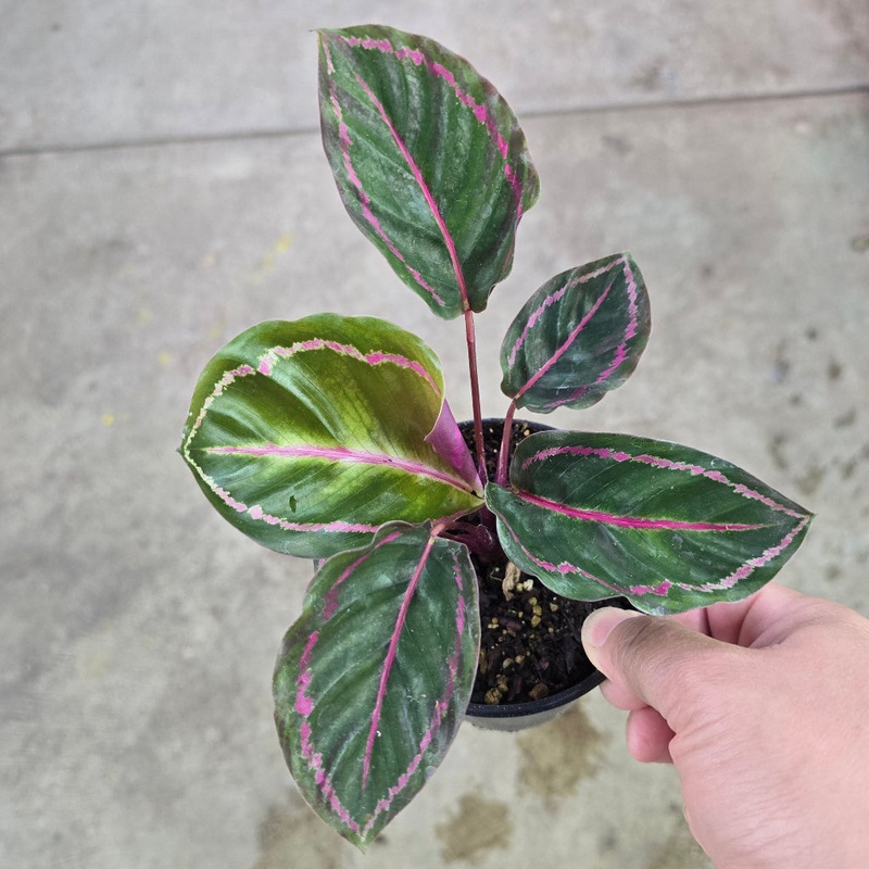 Calathea Roseopicta Illustris – 4