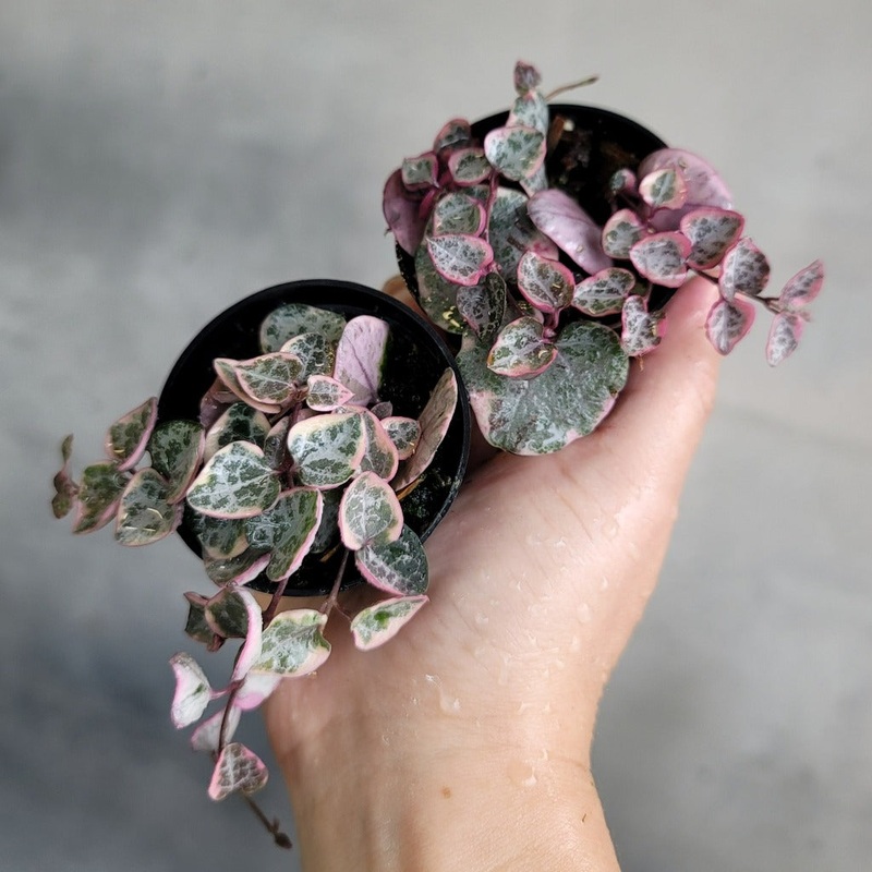 Ceropegia woodii variegated – 2