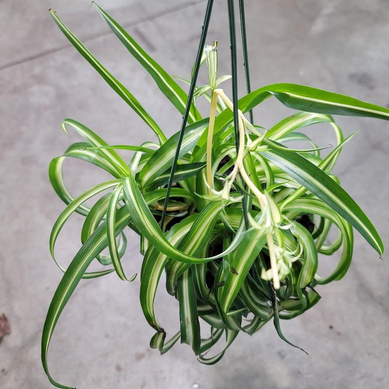 Chlorophytum comosum  ‘Bonnie’ – HB 4