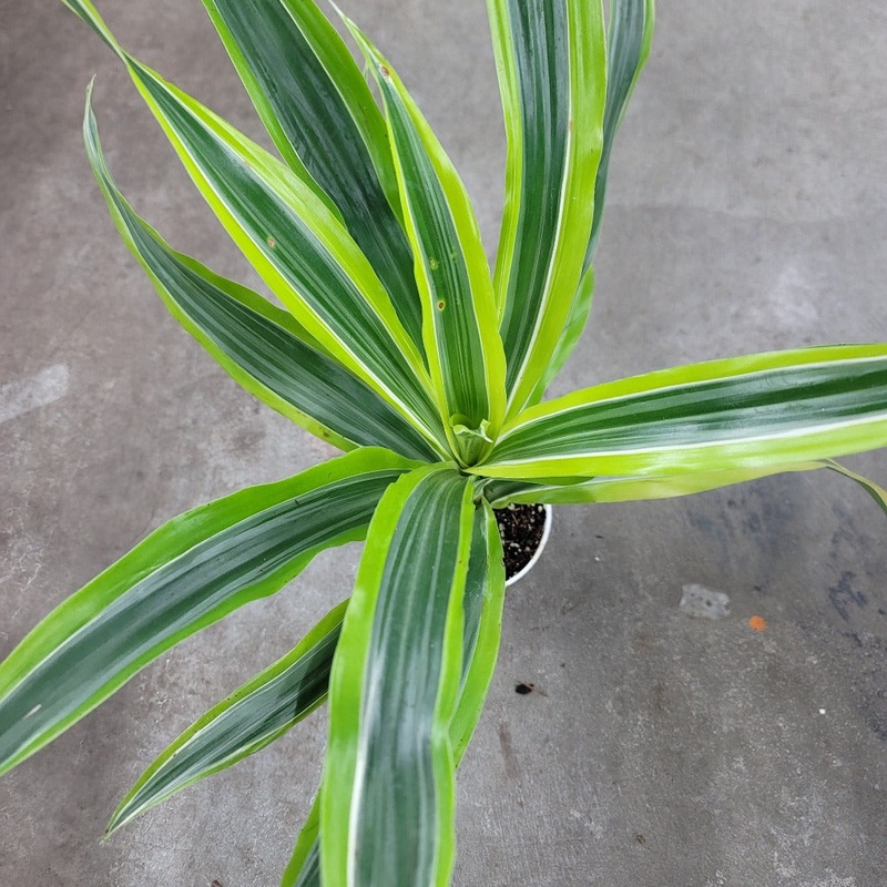 Dracaena Lemon Lime – 4|TBD|TBD