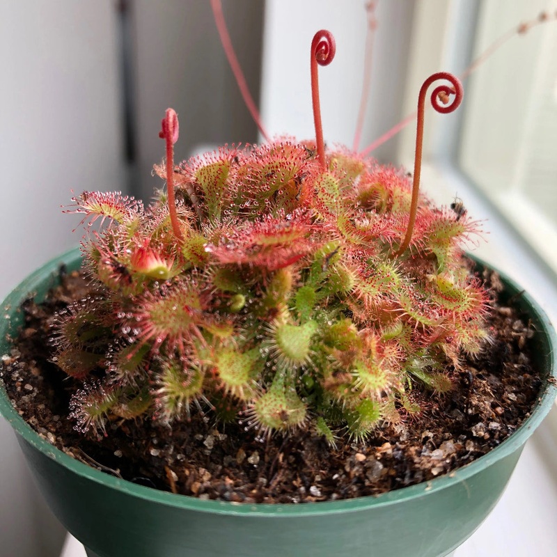 Drosera spatulata – 2|BR19C|BR19C