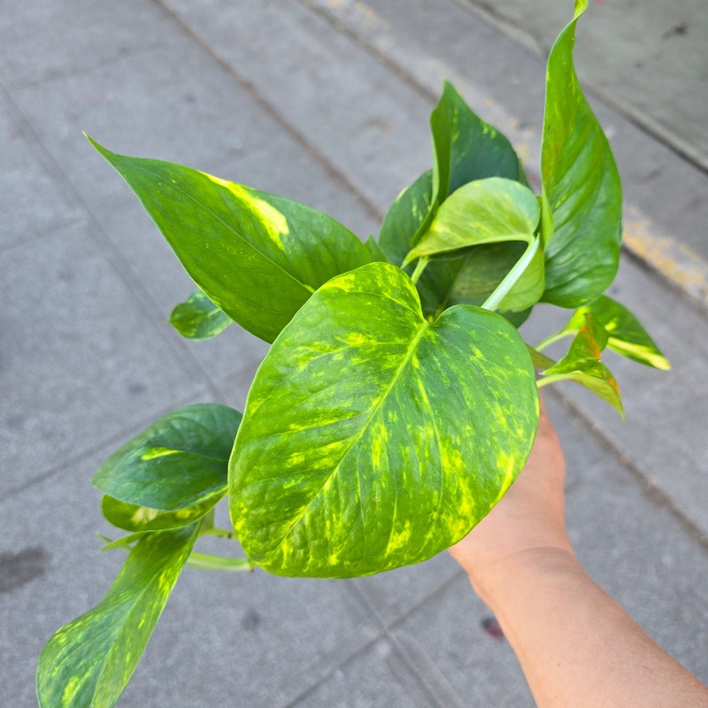 Epipremnum ‘Golden Hawaiian’ – 4