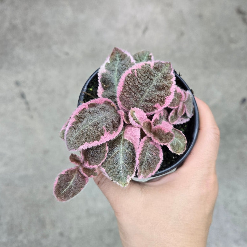 Episcia ‘Caterina’ – 4|R4AC|R4AC