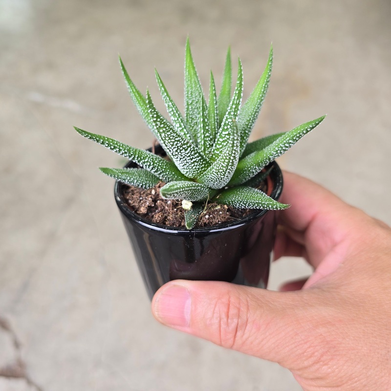 Haworthia assorted – 2 (ceramic pot)