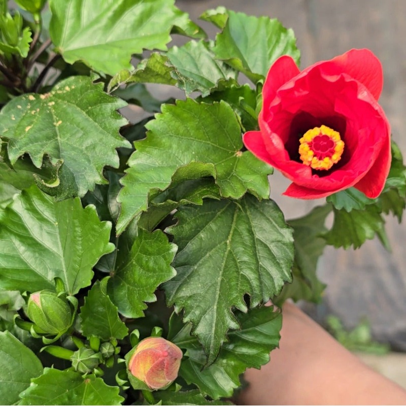 Hibiscus rosa-sinensis – 6|OS|OS