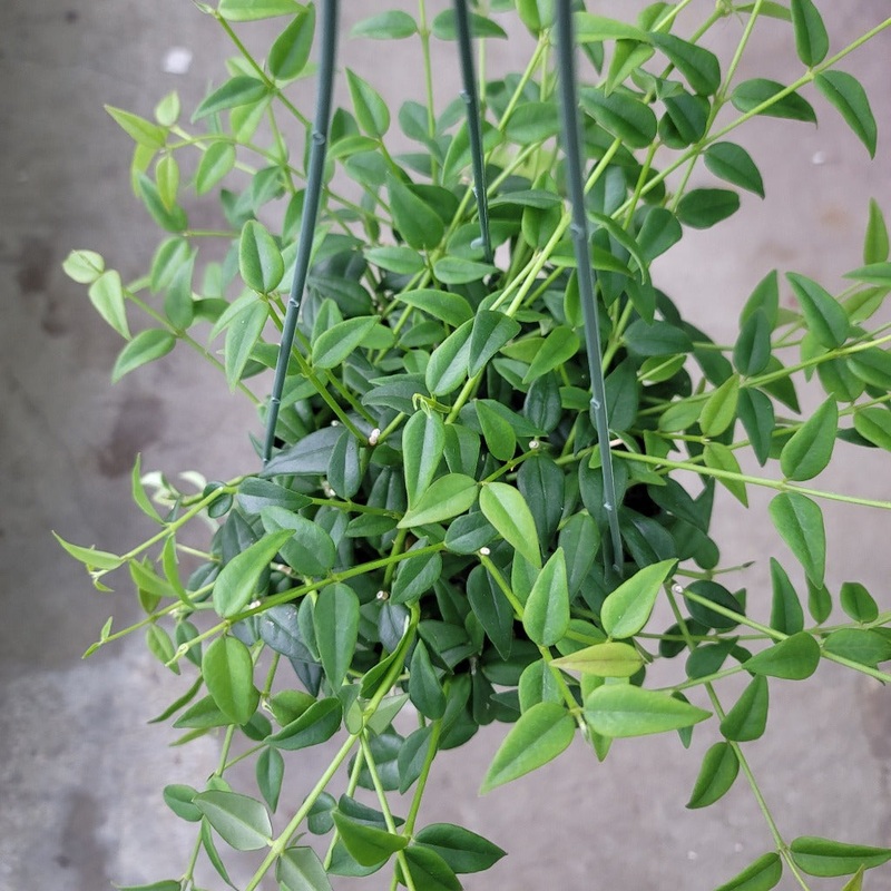 Hoya lanceolata ‘Bella’ – 6|R2BT