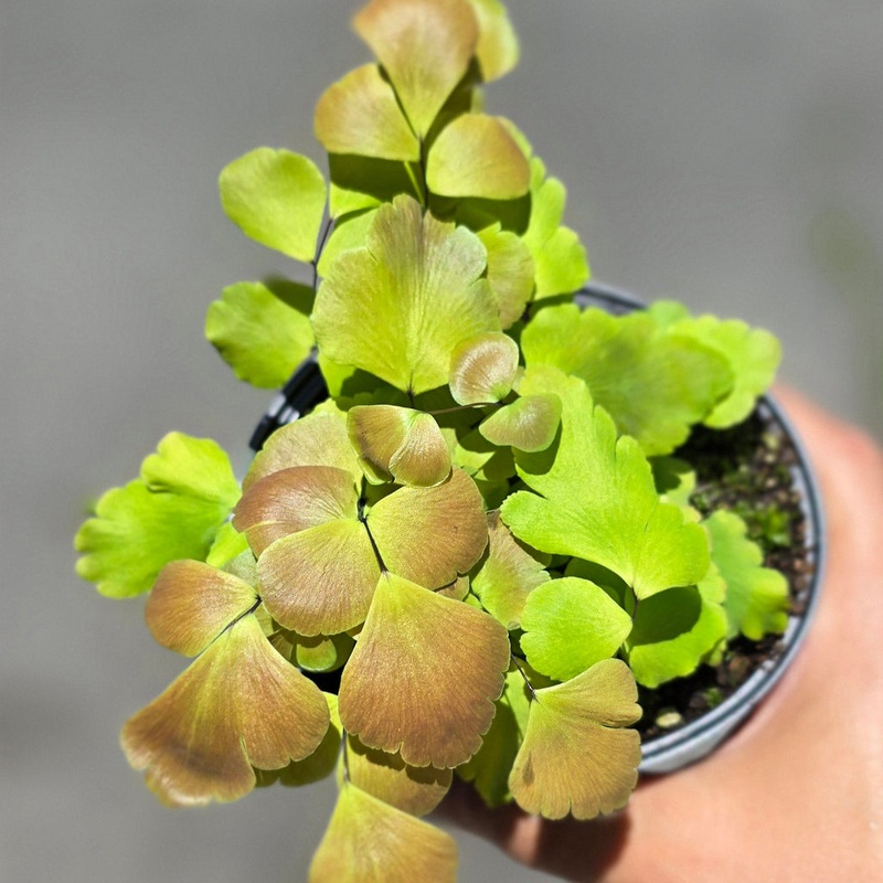 Large leaf maidenhair fern – 4