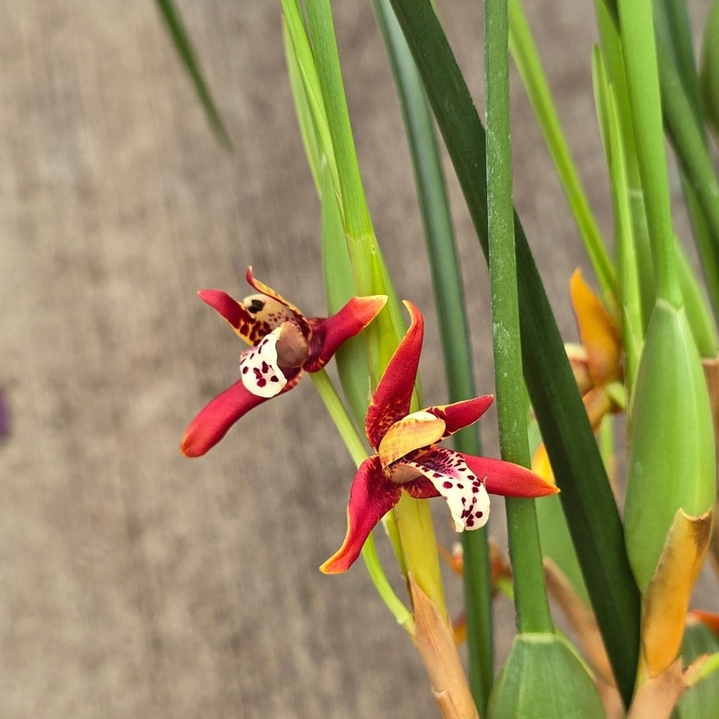 Maxillaria tenuifolia ‘red’ – 4