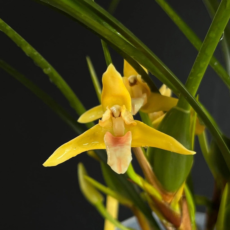 Maxillaria tenuifolia ‘Yamada’ – 4
